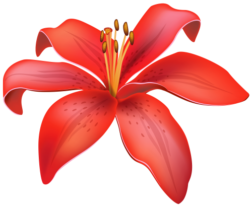 Red Lily Flower PNG Clipart - High-quality PNG Clipart Image in cattegory Flowers PNG / Clipart from ClipartPNG.com