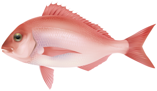Red Sea Fish PNG Clipart Image - High-quality PNG Clipart Image in cattegory Underwater PNG / Clipart from ClipartPNG.com