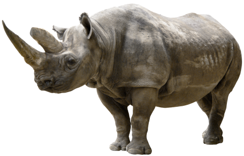 Rhinoceros PNG Clip Art - High-quality PNG Clipart Image in cattegory Animals PNG / Clipart from ClipartPNG.com