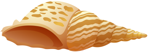 Sea Shell PNG Clip Art - High-quality PNG Clipart Image in cattegory Summer PNG / Clipart from ClipartPNG.com