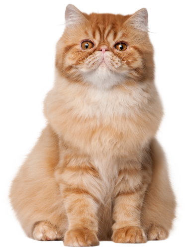 Sitting Cat PNG Clip Art - High-quality PNG Clipart Image in cattegory Animals PNG / Clipart from ClipartPNG.com