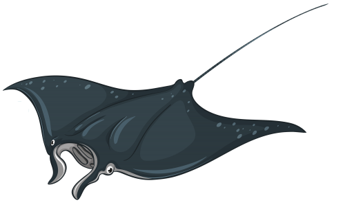 Skate Fish PNG Clipart - High-quality PNG Clipart Image in cattegory Underwater PNG / Clipart from ClipartPNG.com