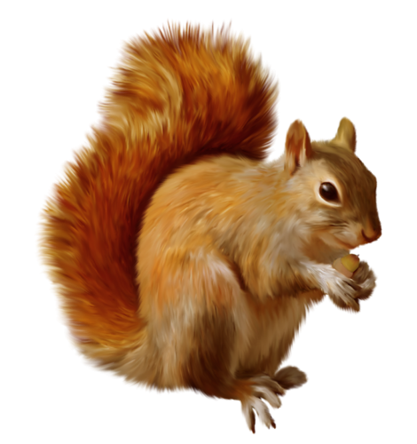 Squirrel PNG Clipart - High-quality PNG Clipart Image in cattegory Animals PNG / Clipart from ClipartPNG.com