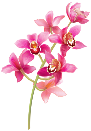 Stem Pink Orchids PNG Clipart - High-quality PNG Clipart Image in cattegory Flowers PNG / Clipart from ClipartPNG.com