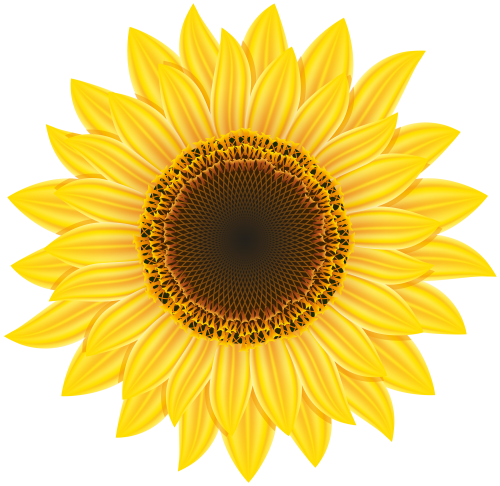 Sunflower PNG Clipart - High-quality PNG Clipart Image in cattegory Flowers PNG / Clipart from ClipartPNG.com