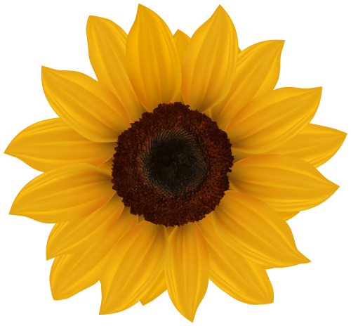 Sunflower PNG Clipart Image - High-quality PNG Clipart Image in cattegory Flowers PNG / Clipart from ClipartPNG.com