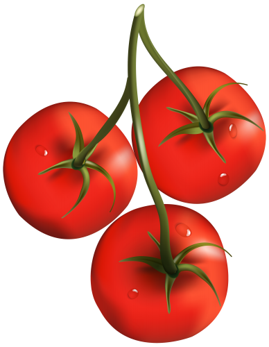 Tomato Branch PNG Clipart - High-quality PNG Clipart Image in cattegory Vegetables PNG / Clipart from ClipartPNG.com