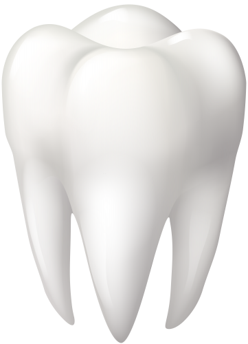 Tooth Molar PNG Clip Art - High-quality PNG Clipart Image in cattegory Dental PNG / Clipart from ClipartPNG.com