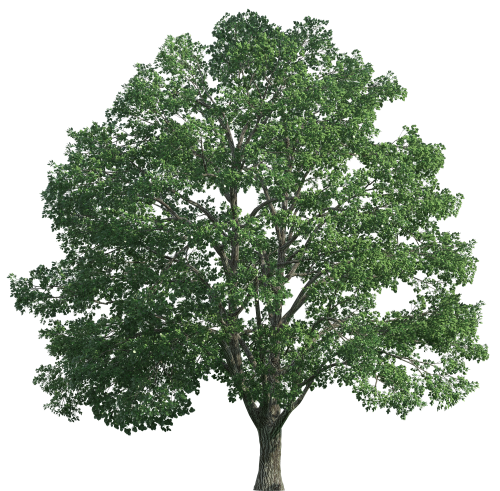 Tree Realistic PNG Clip Art - High-quality PNG Clipart Image in cattegory Trees PNG / Clipart from ClipartPNG.com