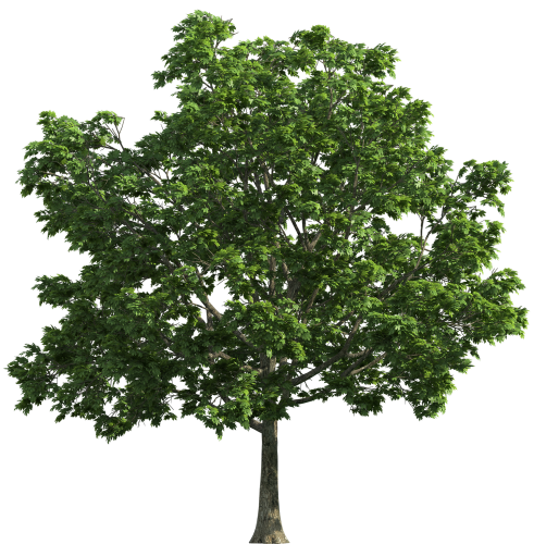 Tree Transparent PNG Clip Art - High-quality PNG Clipart Image in cattegory Trees PNG / Clipart from ClipartPNG.com