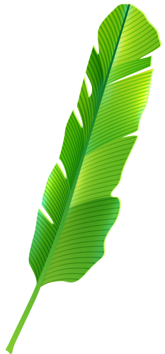 Tropical Leaf PNG Clip Art - High-quality PNG Clipart Image in cattegory Leaves PNG / Clipart from ClipartPNG.com