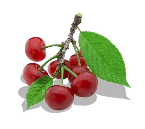Twig Of Cherry PNG Clipart - High-quality PNG Clipart Image in cattegory Fruits PNG / Clipart from ClipartPNG.com