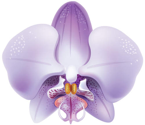 Violet Orchid PNG Clipart - High-quality PNG Clipart Image in cattegory Flowers PNG / Clipart from ClipartPNG.com