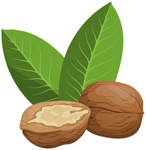 Walnuts PNG Clip Art - High-quality PNG Clipart Image in cattegory Nuts PNG / Clipart from ClipartPNG.com