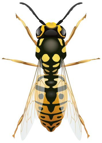 Wasp PNG Clip Art - High-quality PNG Clipart Image in cattegory Insects PNG / Clipart from ClipartPNG.com