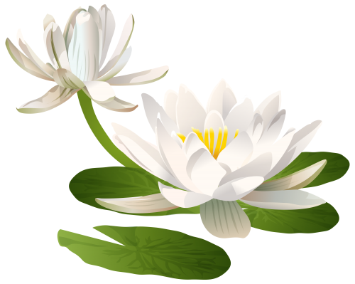 Water Lily PNG Clip Art Image - High-quality PNG Clipart Image in cattegory Flowers PNG / Clipart from ClipartPNG.com