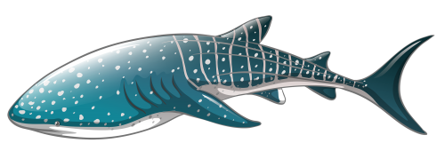 Whale Shark PNG Clipart - High-quality PNG Clipart Image in cattegory Underwater PNG / Clipart from ClipartPNG.com