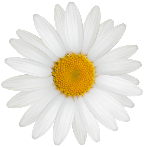 White Daisy PNG Clipart - High-quality PNG Clipart Image in cattegory Flowers PNG / Clipart from ClipartPNG.com