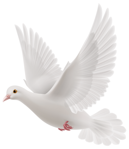White Dove PNG Clipart - High-quality PNG Clipart Image in cattegory Birds PNG / Clipart from ClipartPNG.com