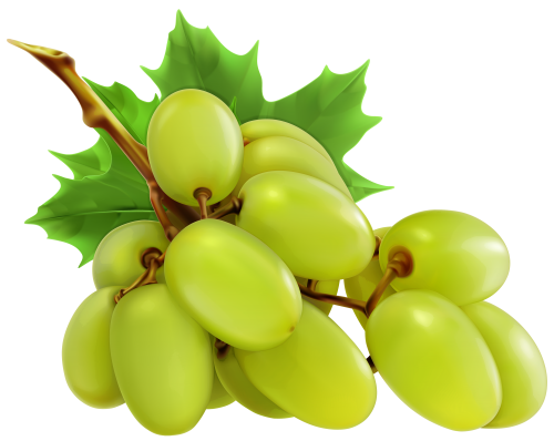 White Grapes PNG Clipart - High-quality PNG Clipart Image in cattegory Fruits PNG / Clipart from ClipartPNG.com