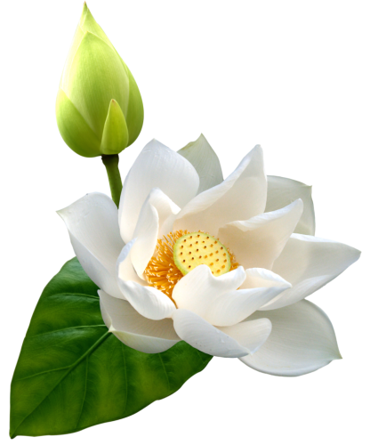 White Lotus PNG Clip Art - High-quality PNG Clipart Image in cattegory Flowers PNG / Clipart from ClipartPNG.com