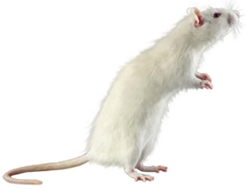 White Mouse PNG Clipart - High-quality PNG Clipart Image in cattegory Animals PNG / Clipart from ClipartPNG.com