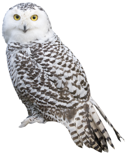 White Owl PNG Clipart - High-quality PNG Clipart Image in cattegory Birds PNG / Clipart from ClipartPNG.com