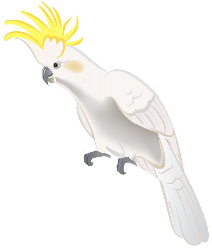 White Parrot PNG Clip Art - High-quality PNG Clipart Image in cattegory Birds PNG / Clipart from ClipartPNG.com