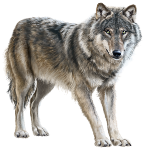 Wolf PNG Clip Art - High-quality PNG Clipart Image in cattegory Animals PNG / Clipart from ClipartPNG.com