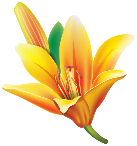 Yellow Lily Flower PNG Clipart - High-quality PNG Clipart Image in cattegory Flowers PNG / Clipart from ClipartPNG.com