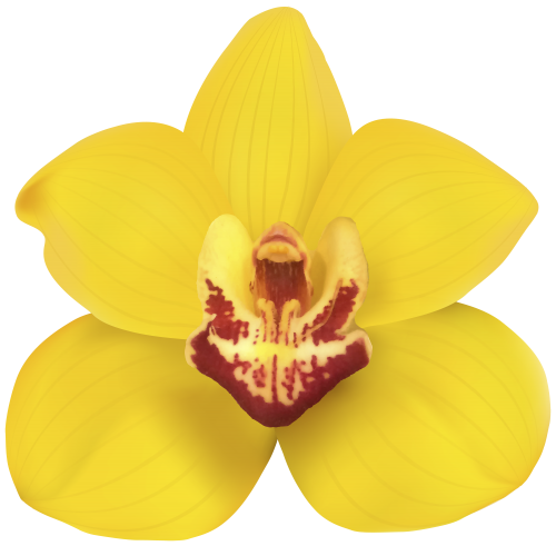 Yellow Orchid PNG Clip Art - High-quality PNG Clipart Image in cattegory Flowers PNG / Clipart from ClipartPNG.com