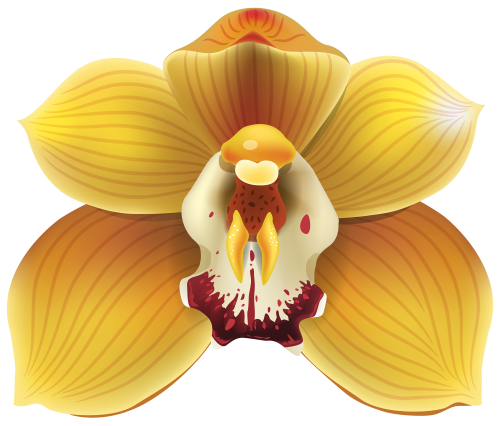 Yellow Orchid PNG Clipart - High-quality PNG Clipart Image in cattegory Flowers PNG / Clipart from ClipartPNG.com