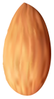 Almond Nut PNG Clipart - High-quality PNG Clipart Image from ClipartPNG.com