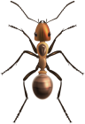 Ant PNG Clip Art - High-quality PNG Clipart Image from ClipartPNG.com