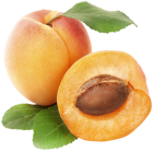 Apricots PNG Clipart - High-quality PNG Clipart Image from ClipartPNG.com