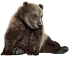 Bear PNG Clip Art - High-quality PNG Clipart Image from ClipartPNG.com