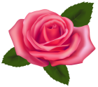 Beautiful Pink Rose PNG Clipart - High-quality PNG Clipart Image from ClipartPNG.com
