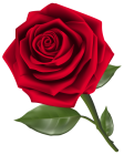 Beautiful Red Rose PNG Clipart - High-quality PNG Clipart Image from ClipartPNG.com