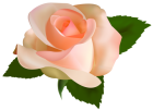 Beautiful Rose PNG Clipart - High-quality PNG Clipart Image from ClipartPNG.com