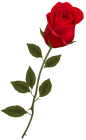 Beautiful Stem Red Rose PNG Clipart  - High-quality PNG Clipart Image from ClipartPNG.com