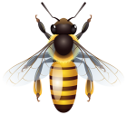 Bee PNG Clip Art  - High-quality PNG Clipart Image from ClipartPNG.com