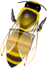 Bee PNG Clip Art  - High-quality PNG Clipart Image from ClipartPNG.com