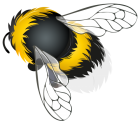 Bee PNG Clipart - High-quality PNG Clipart Image from ClipartPNG.com