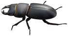 Beetle PNG Clip Art  - High-quality PNG Clipart Image from ClipartPNG.com
