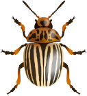 Beetle PNG Clip Art Image - High-quality PNG Clipart Image from ClipartPNG.com