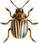 Beetle PNG Clip Art Image