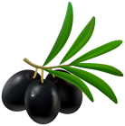 Black Olive PNG Clipart - High-quality PNG Clipart Image from ClipartPNG.com