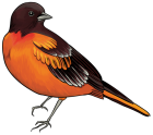 Black and Orange Bird PNG Clipart - High-quality PNG Clipart Image from ClipartPNG.com
