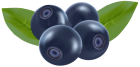Blueberries PNG Clip Art  - High-quality PNG Clipart Image from ClipartPNG.com