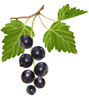 Blueberries PNG Clipart - High-quality PNG Clipart Image from ClipartPNG.com